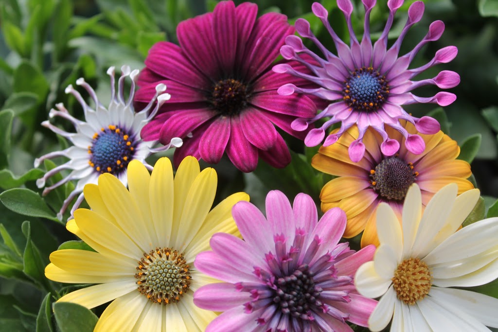 Otter Greenhouses | 315 Medd Rd, Port Perry, ON L9L 1B2, Canada | Phone: (905) 852-4187