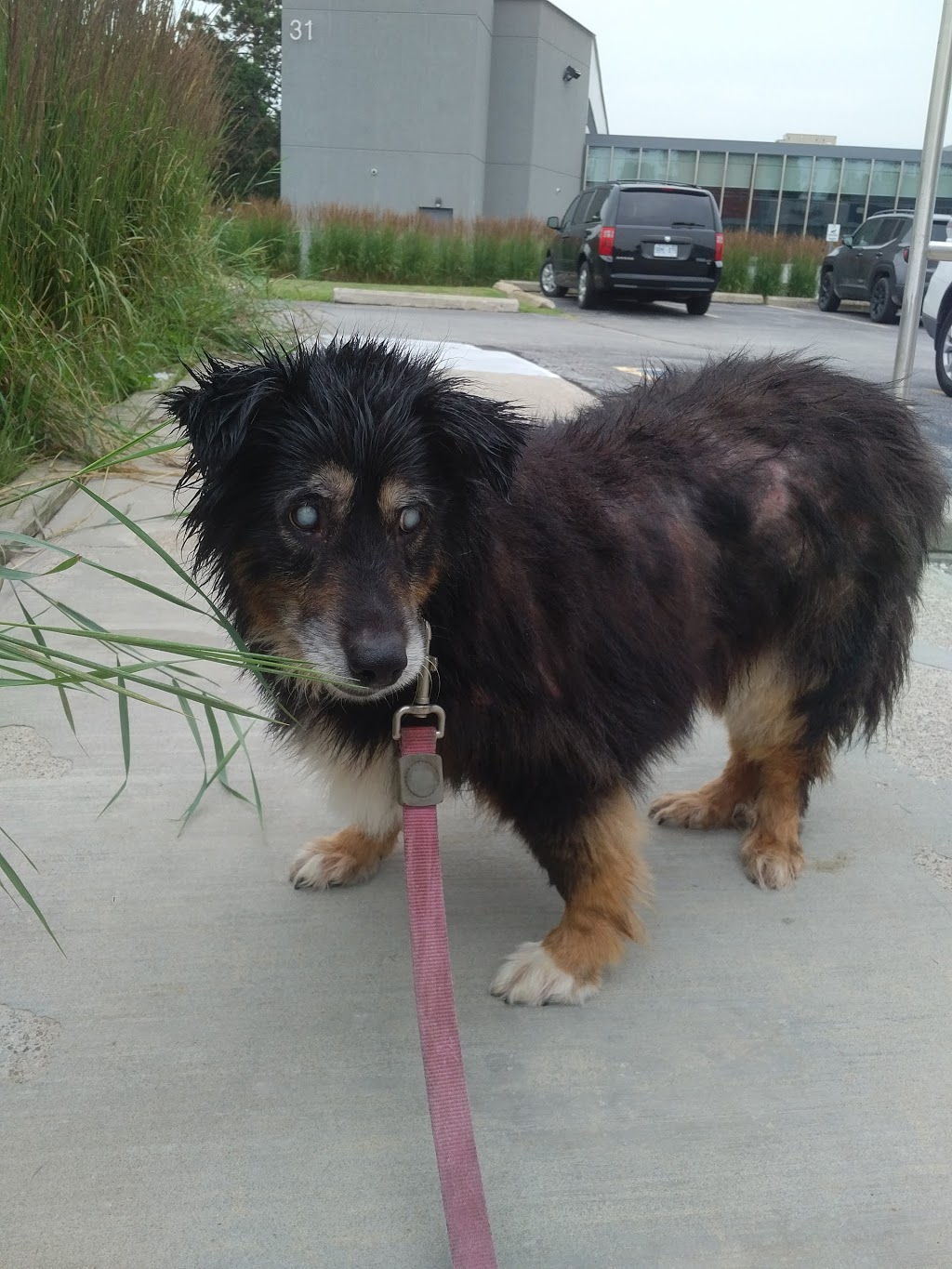 VCA Canada Don Mills Veterinary Practice | 25 Scarsdale Rd, North York, ON M3B 2R2, Canada | Phone: (416) 444-8495