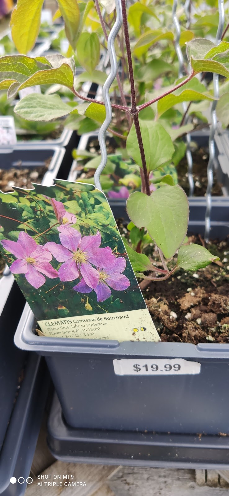 Temperate Garden | 101 Bonnechere St E, Eganville, ON K0J 1T0, Canada | Phone: (613) 628-1048