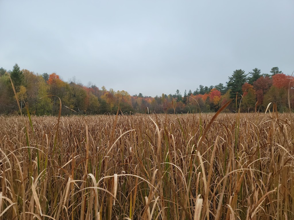 Ile de la grande patate à Blanchard | 282 Rue des Eaux-Vives, Saint-Jérôme, QC J7Y 4N9, Canada | Phone: (450) 626-8775
