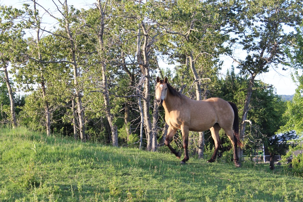 Shiloh Hill Farm | 6520 Shiloh Rd, Newtonville, ON L0A 1J0, Canada | Phone: (905) 925-4558