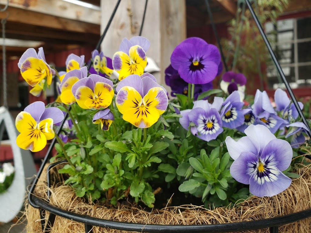 Paradise Plants Garden Centre | 2480 Hardy Rd, Courtenay, BC V9J 1T2, Canada | Phone: (250) 897-3898