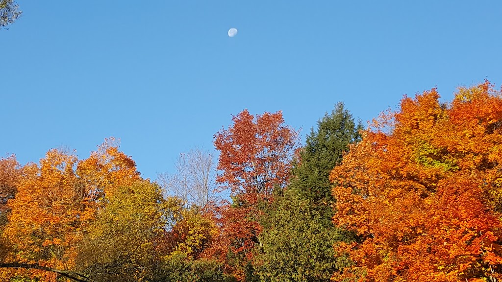 Glen Cedars | 230 Concession 7 Townsend, Claremont, ON L1Y 1A2, Canada | Phone: (905) 427-7737
