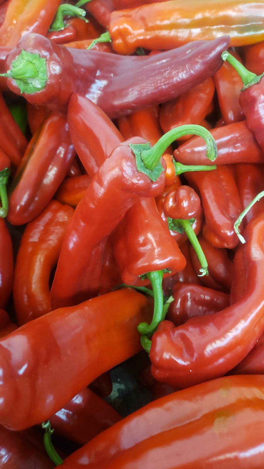 Veggie Palace EL-AKDY | 9026 132 Ave NW, Edmonton, AB T5E 0Y2, Canada | Phone: (780) 700-2622