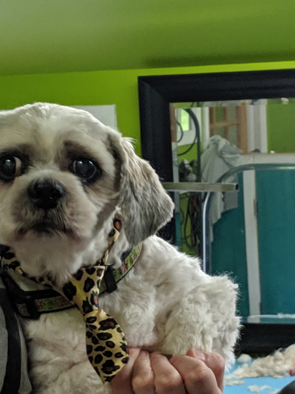 Paws And Claws Pet Grooming | 116 King St W, Bowmanville, ON L1C 1R5, Canada | Phone: (905) 623-8807