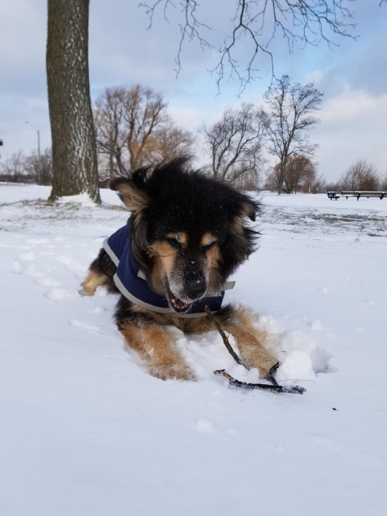 Barbaras Dog Walking Service | 27 Sumach St, Hamilton, ON L8H 6P7, Canada | Phone: (416) 951-8601