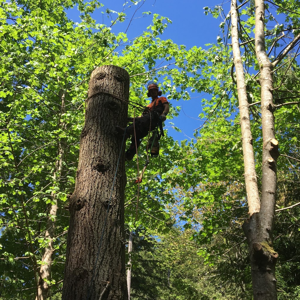 Galiano Tree Service | 398 Morgan Rd, Galiano Island, BC V0N 1P0, Canada | Phone: (250) 539-3600