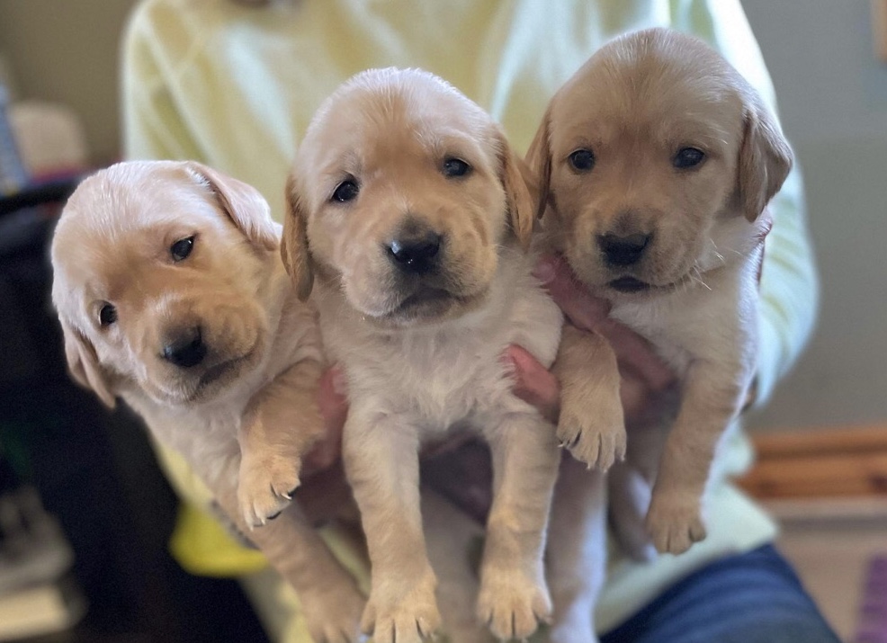 Premium Labradors of Ontario | 8259 Simcoe County Rd 56, Utopia, ON L0M 1T0, Canada | Phone: (720) 385-7301