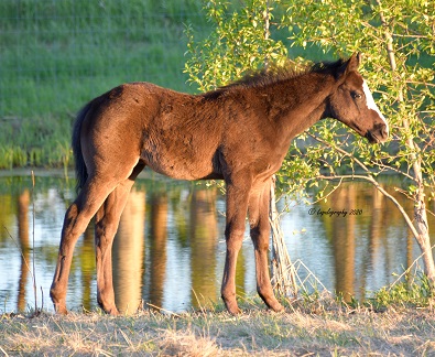 Esquirol Farms ~ Thoroughbred Race Horses | 21372 Township Rd 510, Sherwood Park, AB T8G 1E6, Canada | Phone: (780) 603-7681