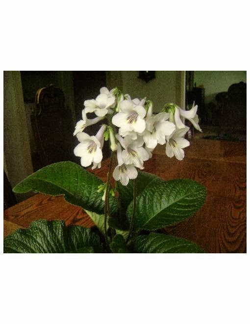 Bloomingpotty | 8395 NS-201, Middleton, NS B0S 1P0, Canada | Phone: (902) 825-4600
