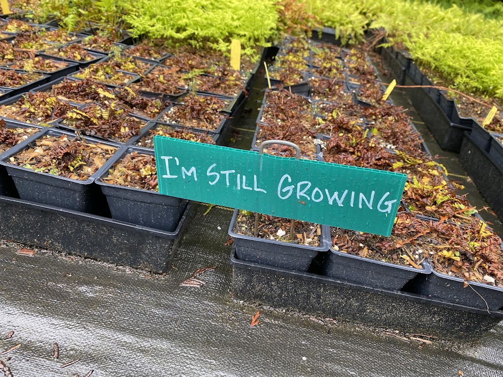 Streamside Native Plants | 7455 Island Hwy W, Bowser, BC V0R 1G0, Canada | Phone: (250) 757-9999