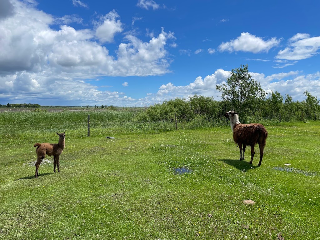 Mini Acres Ranch | Box 56, McCreary, MB R0J 1B0, Canada | Phone: (204) 647-0604
