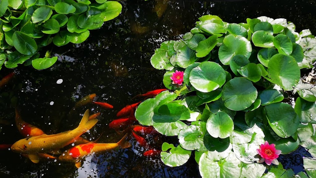 Pondcare.ca | 15447 80A Ave, Surrey, BC V3S 7X7, Canada | Phone: (604) 808-3908