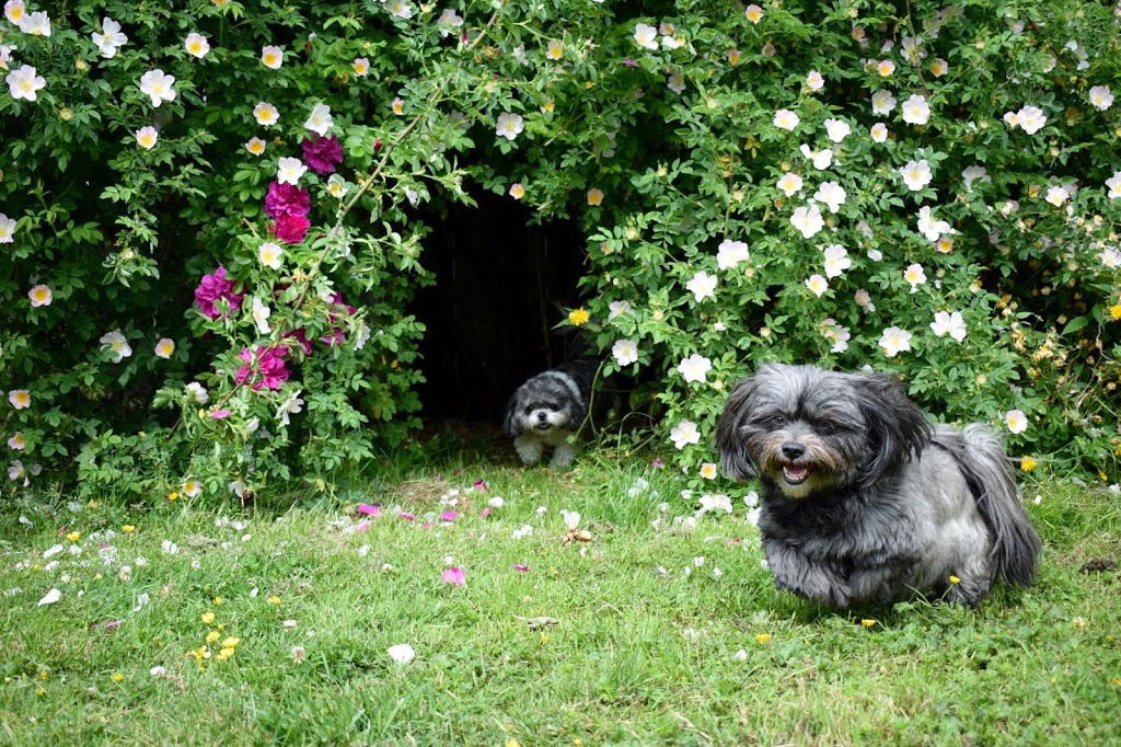 Animal Magic Pet Resort & Spa | 1004 Bellevue Rd, Parksville, BC V9P 2C2, Canada | Phone: (250) 248-8700
