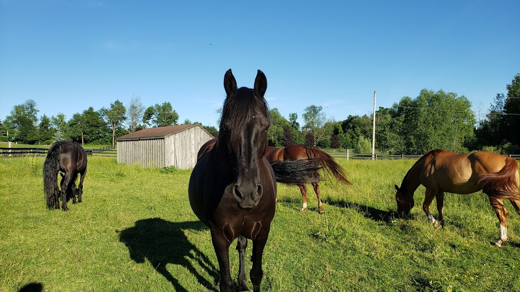 Five Star Ranch | 11233 2 Line, Campbellville, ON L0P 1B0, Canada | Phone: (905) 691-1230