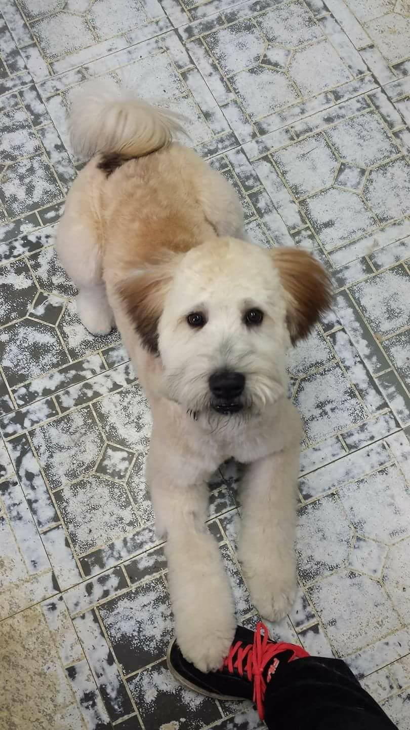 Marshas grooming palace | 979 Baseline Rd, Cornhill, NB E4Z 1J4, Canada | Phone: 988-0925