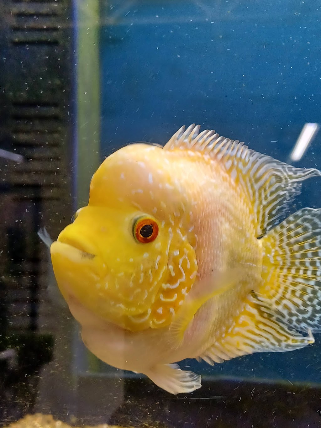 MrPets | 2967 Kilpatrick Ave, Courtenay, BC V9N 8P1, Canada | Phone: (250) 871-7755