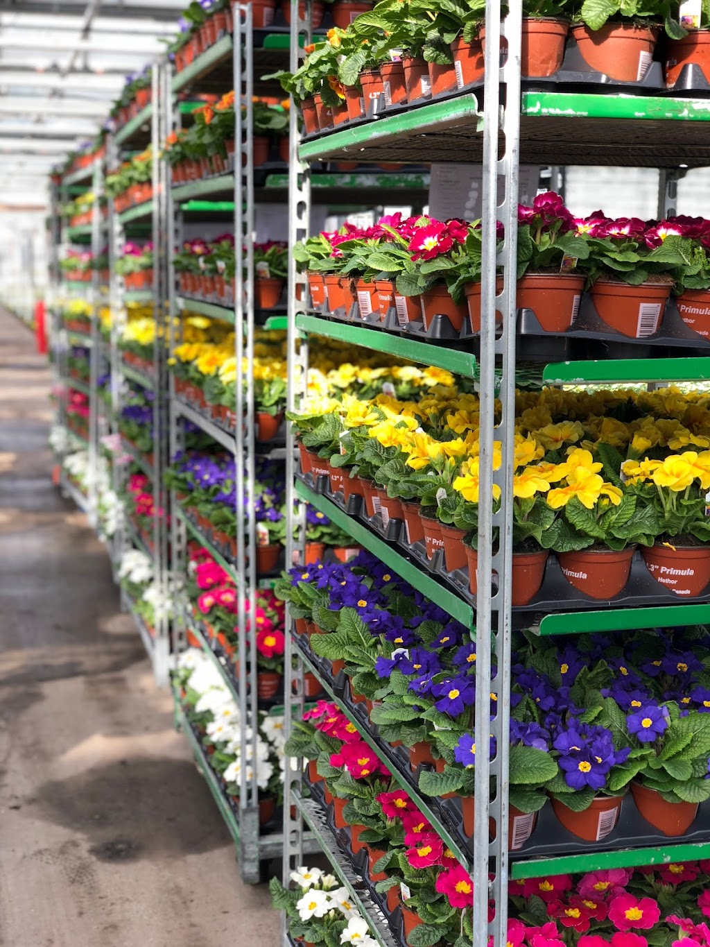 Devry Greenhouses | 49259 Castleman Road, Chilliwack, BC V2P 6H4, Canada | Phone: (604) 794-3874