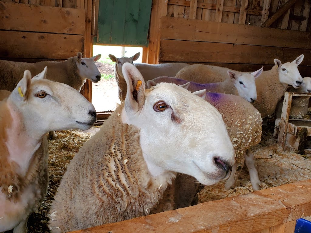 Simply Ducky Farm | 2952 Nova Scotia Trunk 7, Antigonish, NS B2G 2L3, Canada | Phone: (902) 783-2959