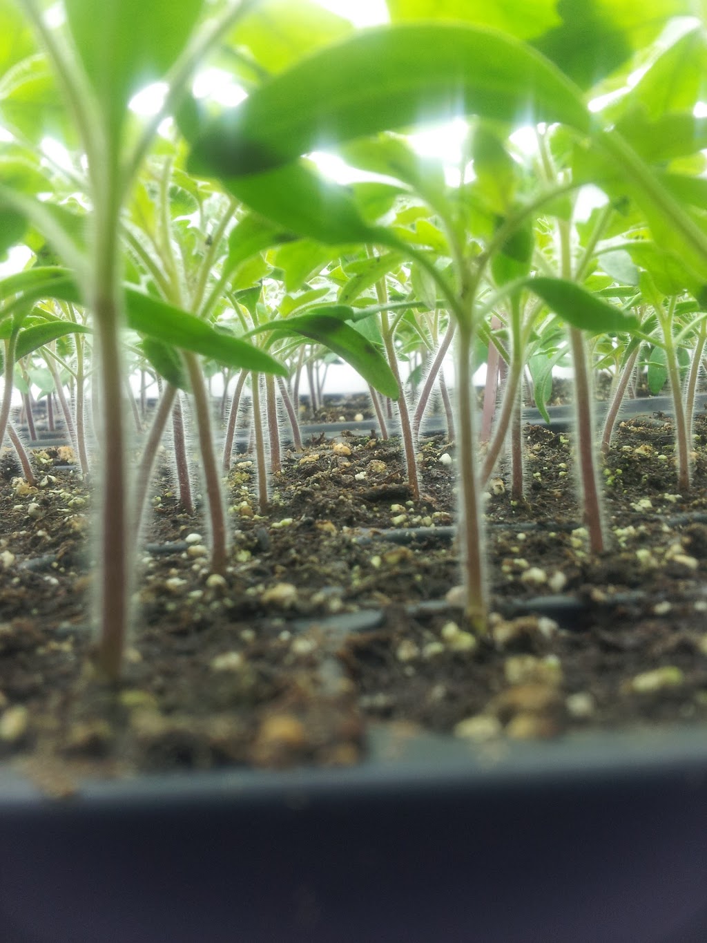 Mikes Garden Harvest | 436 River Rd, Gloucester, ON K1V 1E7, Canada | Phone: (613) 314-3104