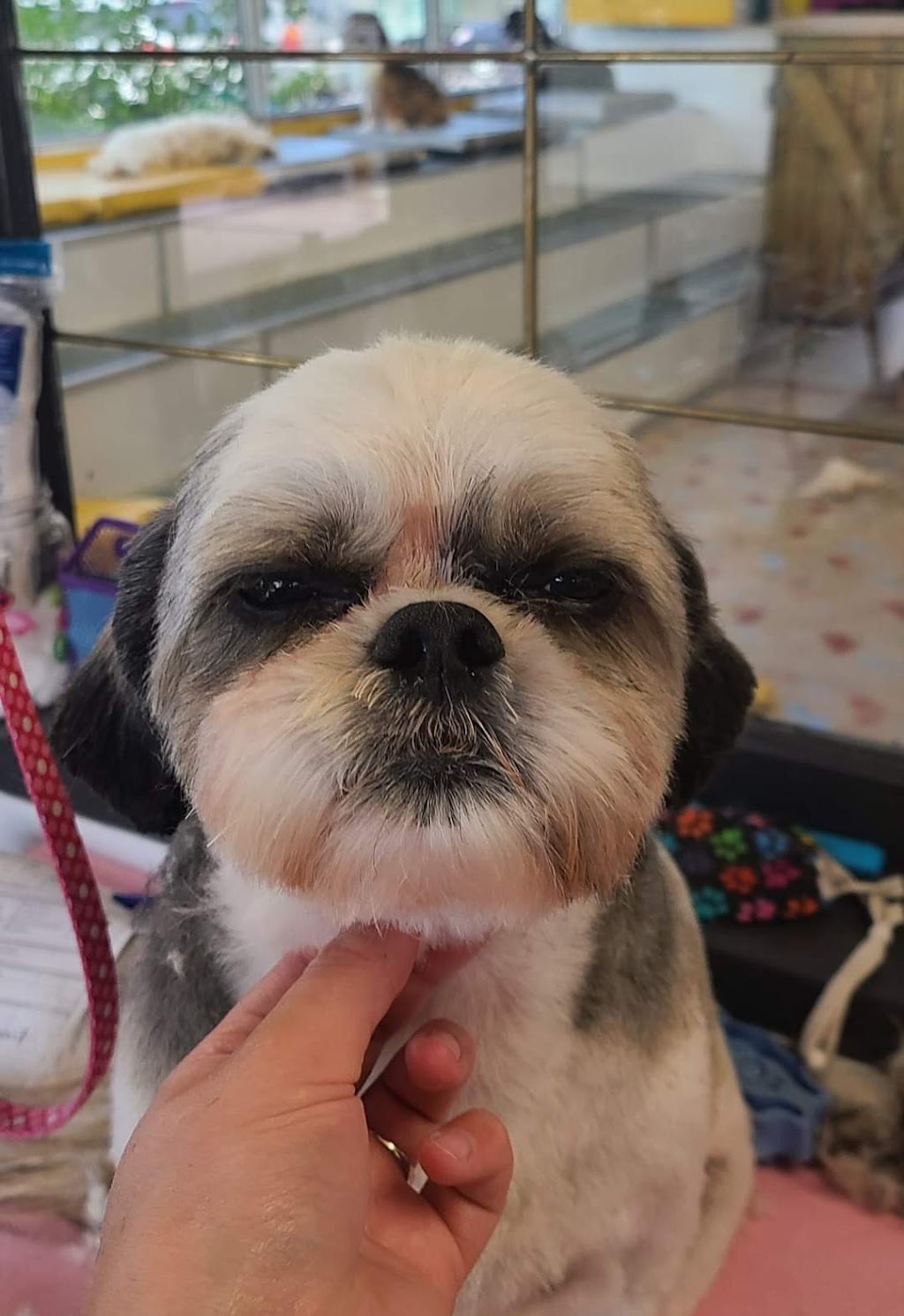 Nikkitas Dog Grooming (westpark) | 40 Wellington Pl, Fort Saskatchewan, AB T8L 0G2, Canada | Phone: (780) 667-5683