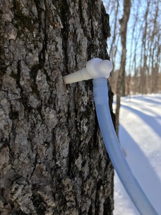 Century Maple | 227 Eldreds Rd, McDonalds Corners, ON K0G 1M0, Canada | Phone: (613) 278-2931