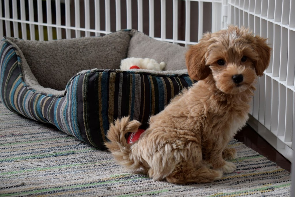 O Ranch Puppies | 6699 Chemin de la Rivière, Ascot Corner, QC J0B 1A0, Canada | Phone: (819) 563-2121