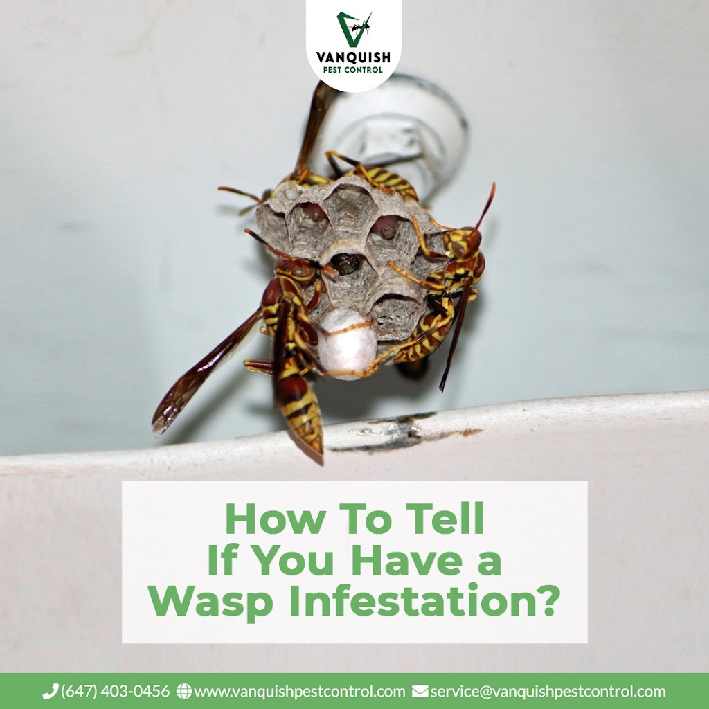 Vanquish Pest Control | 10 Demaris Dr, Brampton, ON L6R 3P5, Canada | Phone: (647) 403-0456