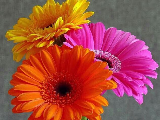 Cameo Blooms | 11342 122 St NW, Edmonton, AB T5M 0R4, Canada | Phone: (780) 278-7779