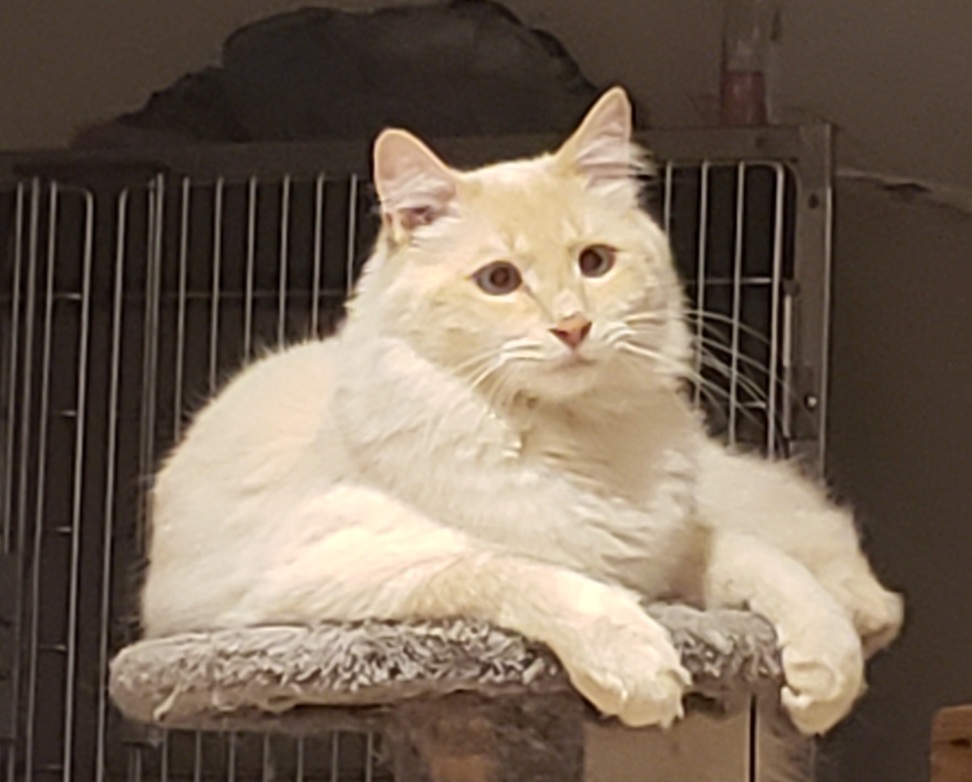 Purr Inn | 240077, Range Rd 240, Strathmore, AB T1P 1J6, Canada | Phone: (403) 901-4333