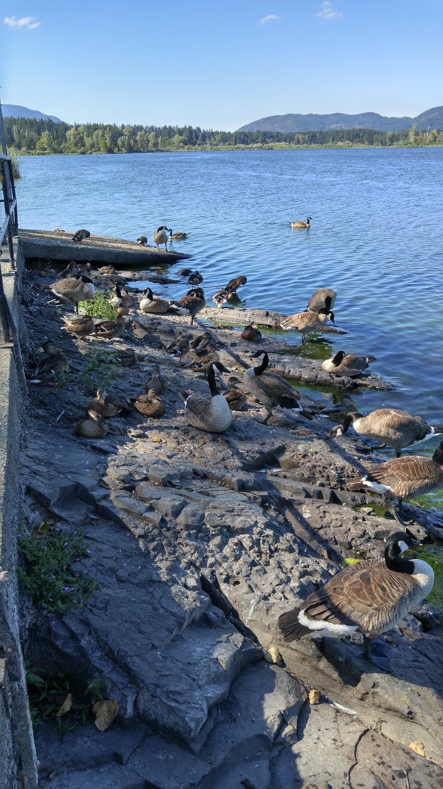 Art Mann Park | 5990 Indian Rd, Duncan, BC V9L 5L9, Canada