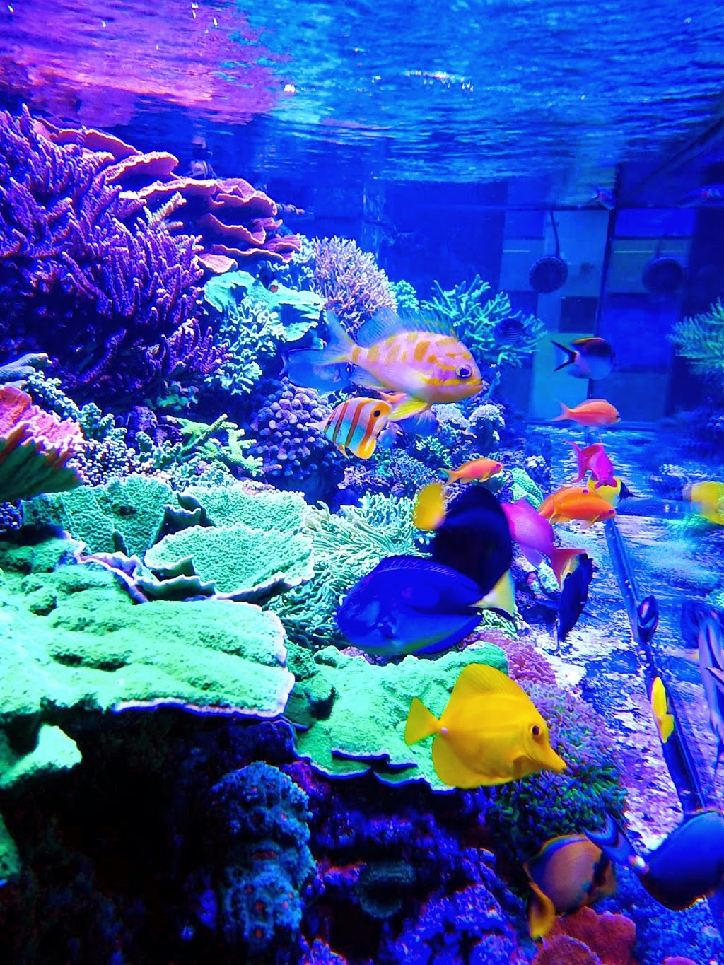 Reef Solution Quebec | 75 Boulevard Bastien, Wendake, QC G0A 4V0, Canada | Phone: (418) 842-2702