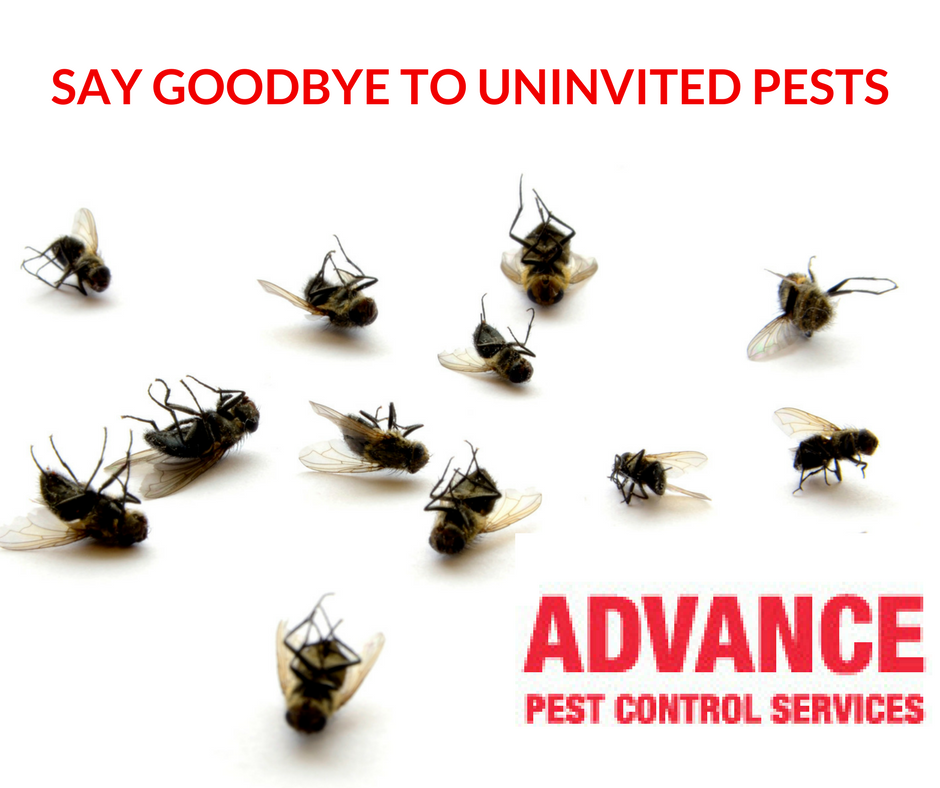 Advance Pest Control | 2 Maple Crescent, Orangeville, ON L9W 1X7, Canada | Phone: (877) 735-1367