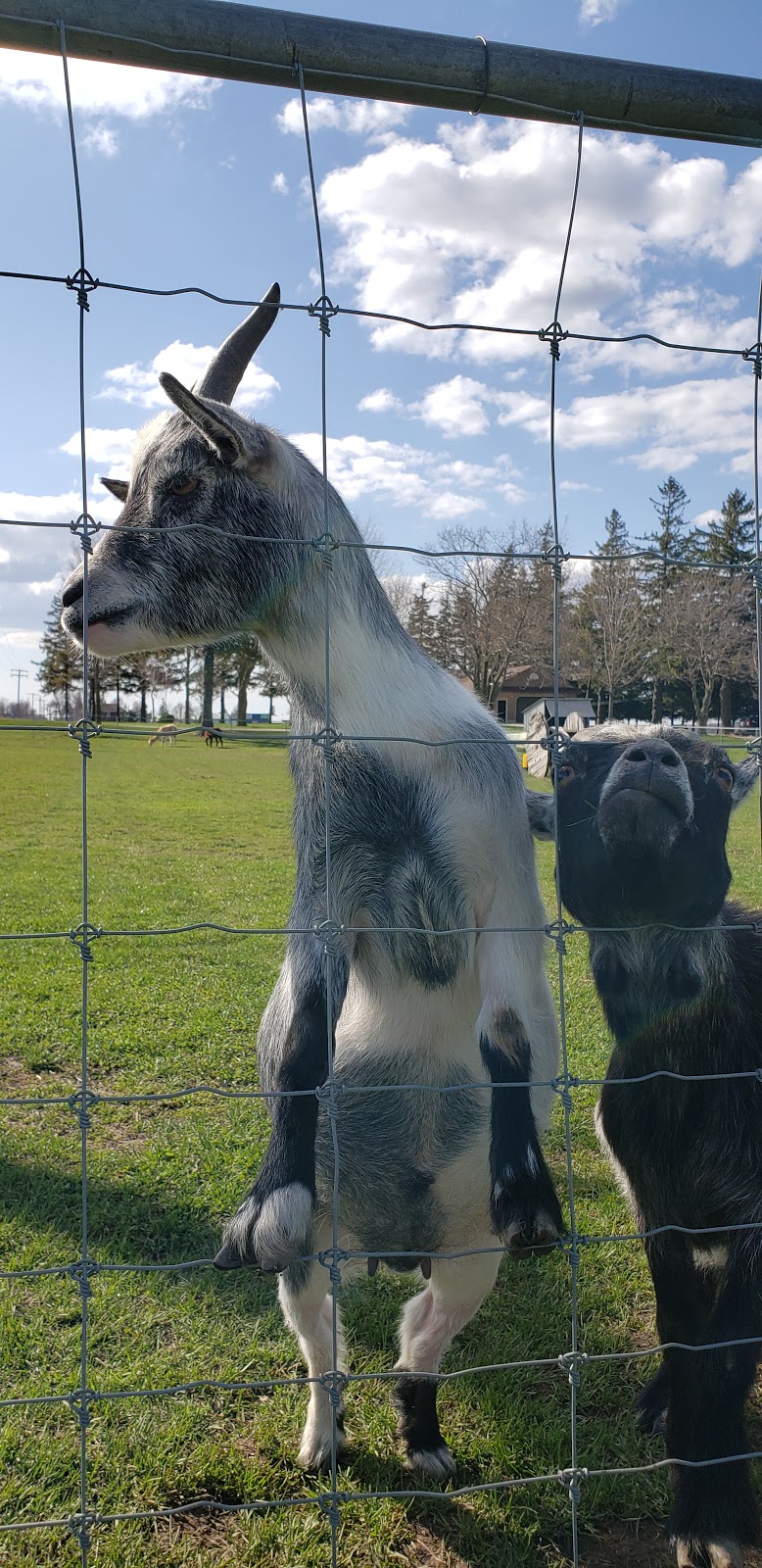 Goats on 86 | 5428 Perth County Line 86, Listowel, ON N4W 3G8, Canada
