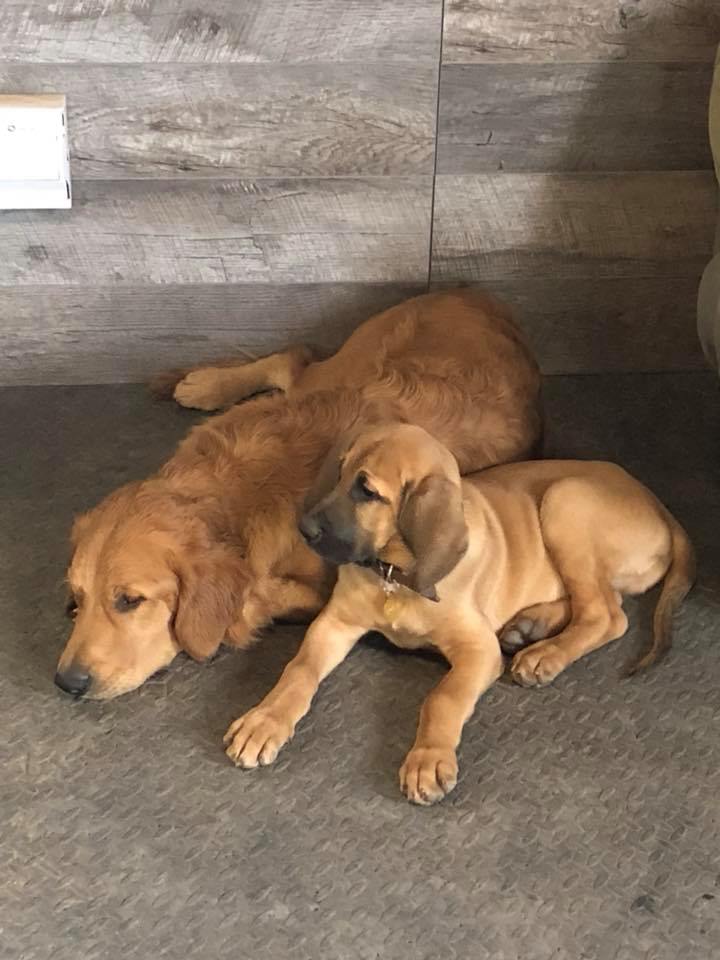 Canine Station (Jenns Doggie Daycare) | 228 Old Halifax Rd, Brookfield, NS B0N 1C0, Canada | Phone: (902) 956-1771