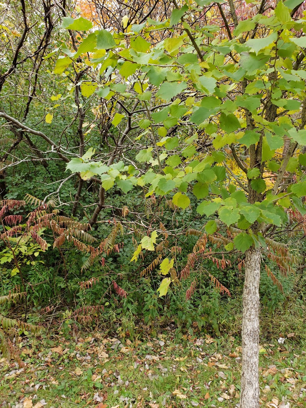 Lord Nelson Woods | 1978-1948 Wavell St, London, ON N5V 1N2, Canada | Phone: (519) 661-2489