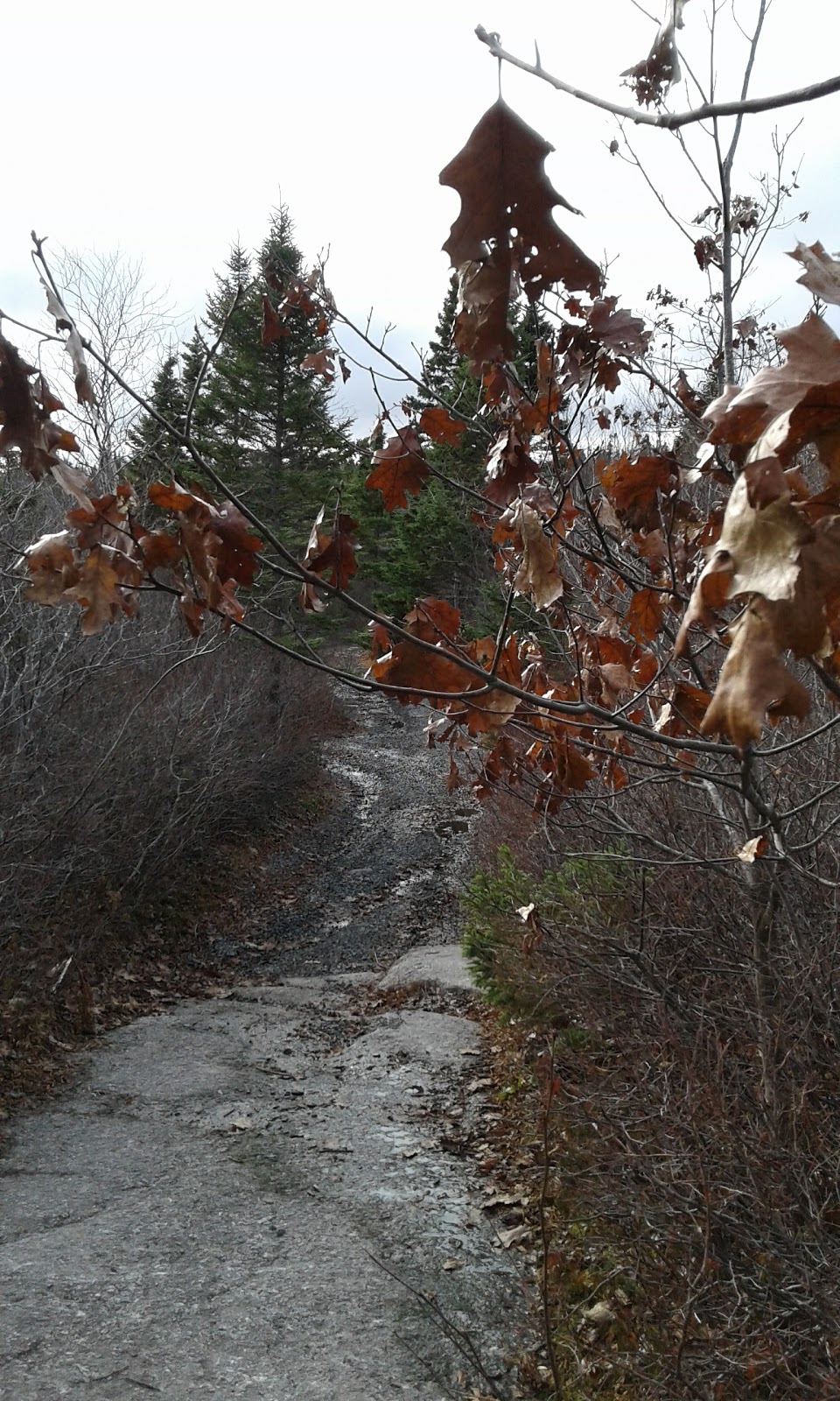 Breadloaf Point | Lavender Walk, Spryfield, NS B3R 2J1, Canada | Phone: (902) 453-2800