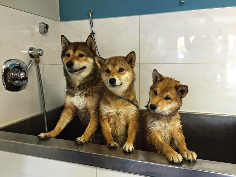 Richmond Animal Hospital Ltd | 9220 No 3 Rd, Richmond, BC V7A 1V9, Canada | Phone: (604) 277-3161