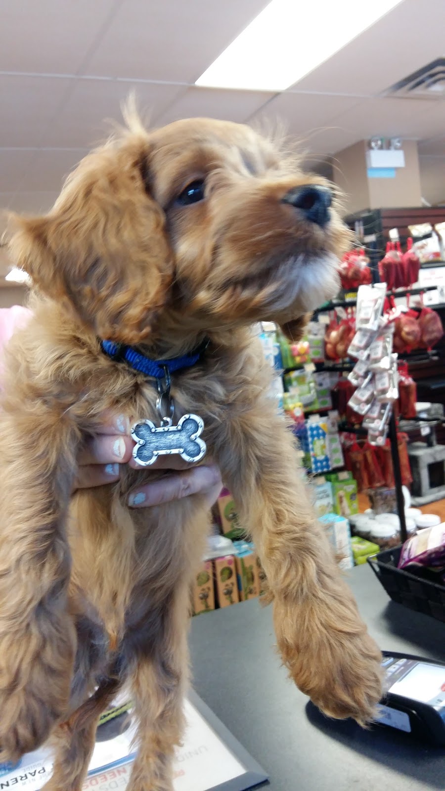 Pet Valu | 320 Durham Market St S, Kincardine, ON N2Z 2A2, Canada | Phone: (519) 396-9135