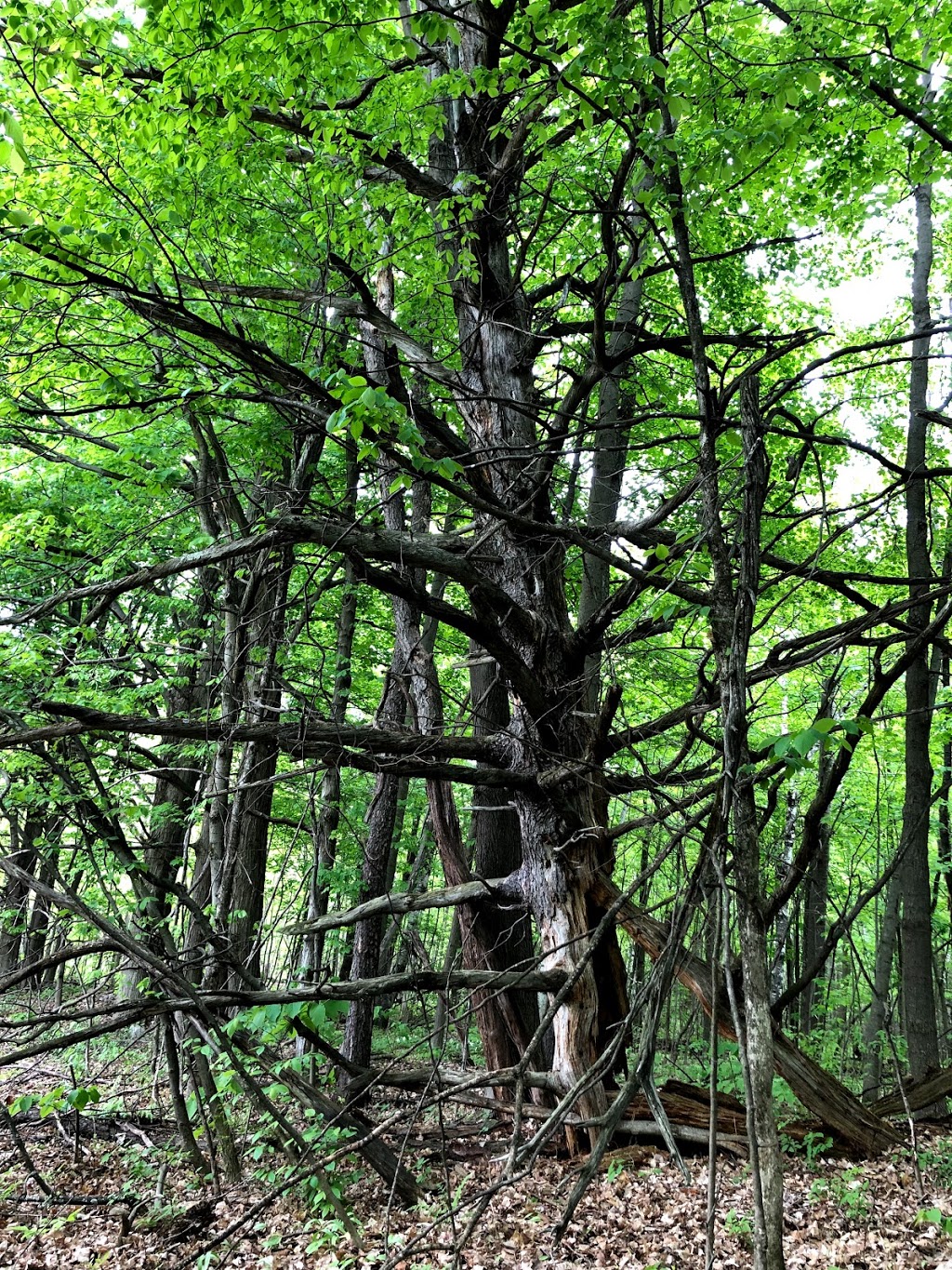 Davidson Park and Nature Area | 113 Rue Como Gardens, Hudson, QC J0P 1H0, Canada