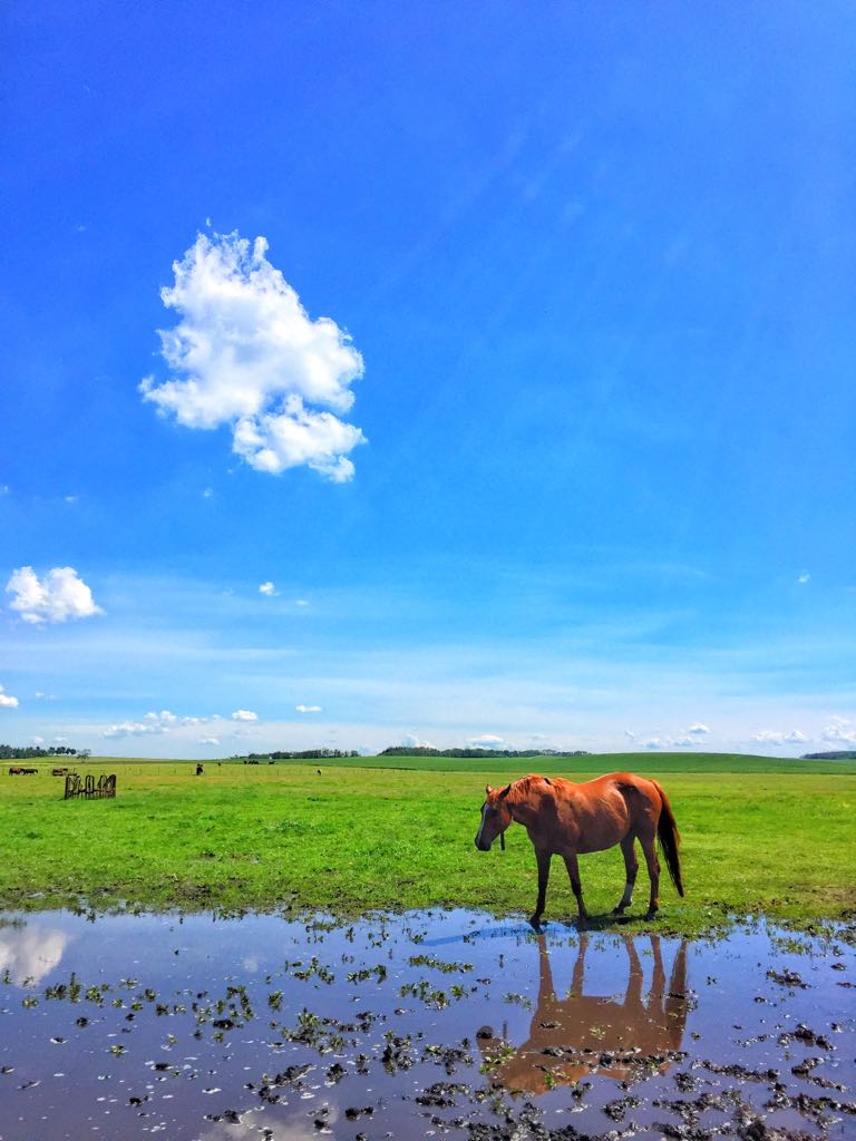 Wachter Horses | 34459, Range Rd 282, Red Deer County, AB T4G 0G3, Canada | Phone: (403) 588-4888