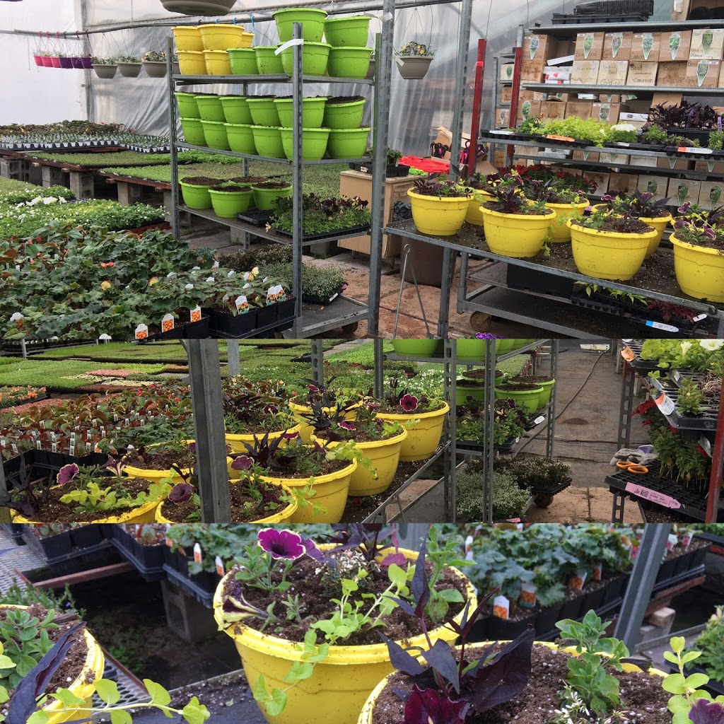 Marvins Gardens Greenhouse | 910 2nd Ave E, Waldheim, SK S0K 4R0, Canada | Phone: (306) 945-5503