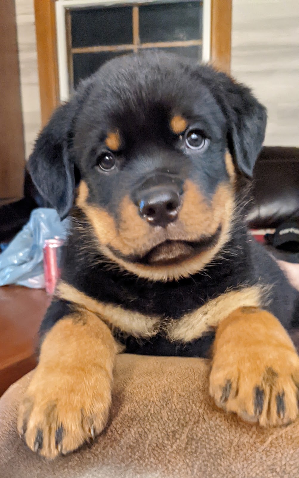 Colossal Onyx Rottweilers | 4956 Fifth Line, Erin, ON N0B 1T0, Canada | Phone: (519) 827-6620