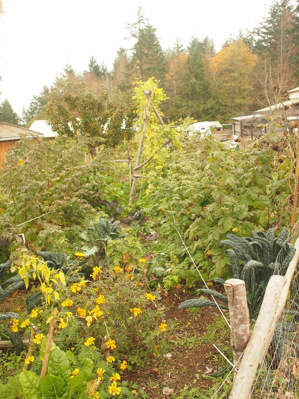 Morgan Creek Farm | 2377 E Wellington Rd, Nanaimo, BC V9R 6V7, Canada | Phone: (250) 616-9787