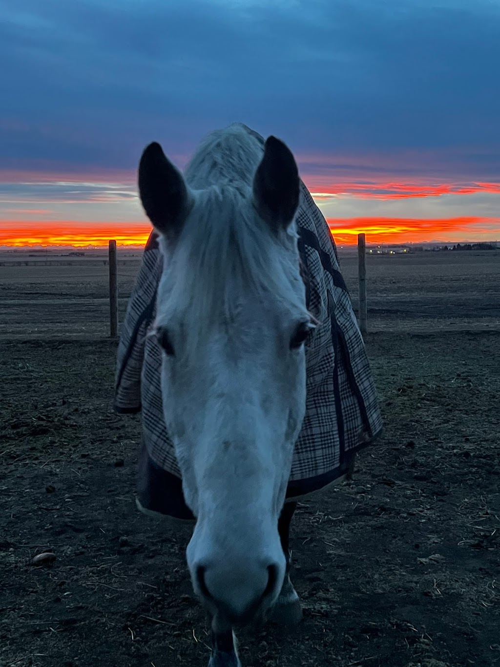 Wheatland Equestrian | 253028A, AB T1P 1K5, Canada | Phone: (403) 993-9222