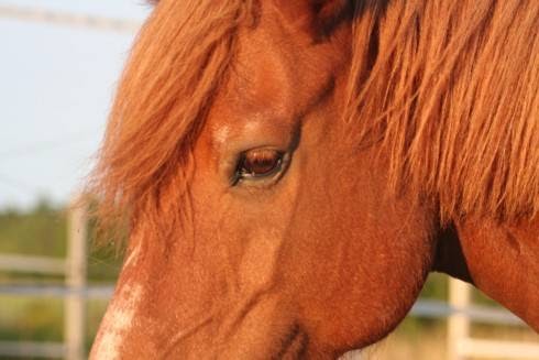 Pine Grove Stable | 957 Pinegrove Rd, Blockhouse, NS B0J 1E0, Canada | Phone: (902) 521-6724