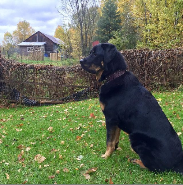 Burkes Barnyard | 4169 Boulter Rd, Harcourt, ON K0L 1G0, Canada | Phone: (705) 241-2699