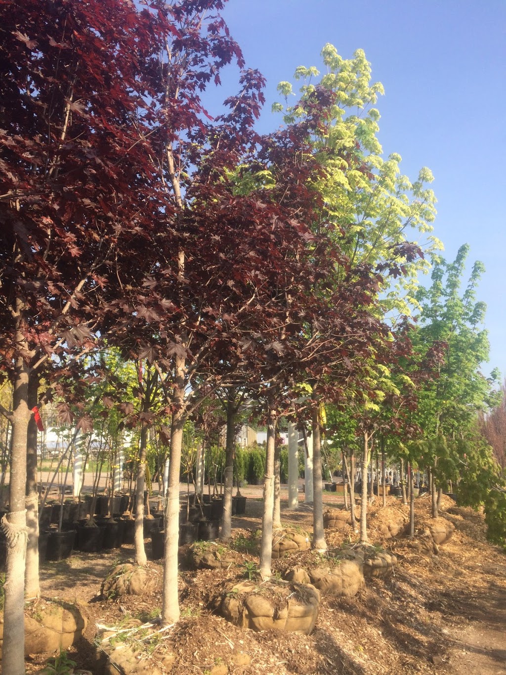 Maple Lane Nurseries & Landscaping | Taunton Rd, Bowmanville, ON L1C 3K2, Canada | Phone: (905) 263-4767