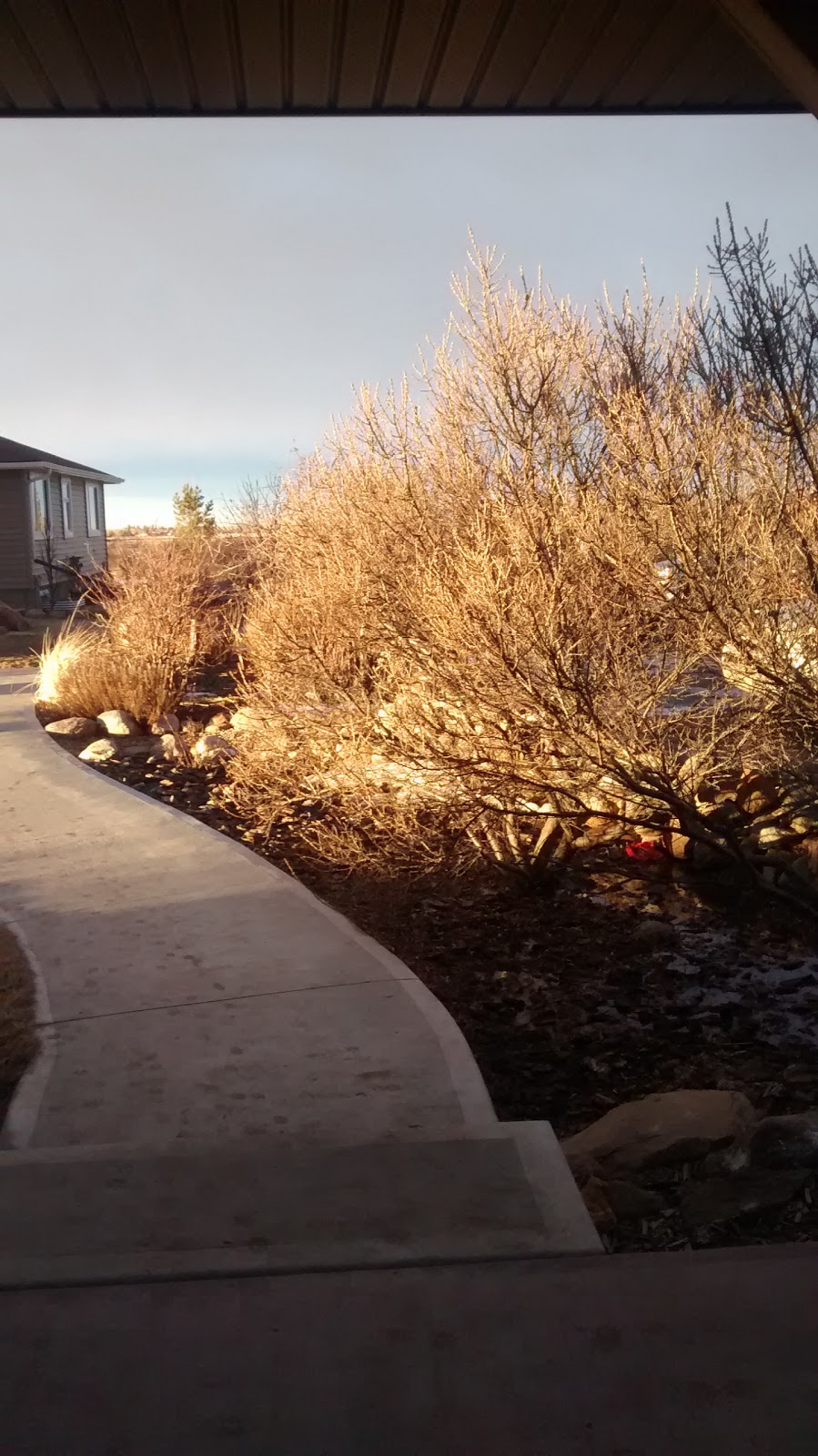 Lamont Boarding Kennels | 193051 Township Rd 552, Lamont, AB T0B 2R0, Canada | Phone: (780) 895-2440