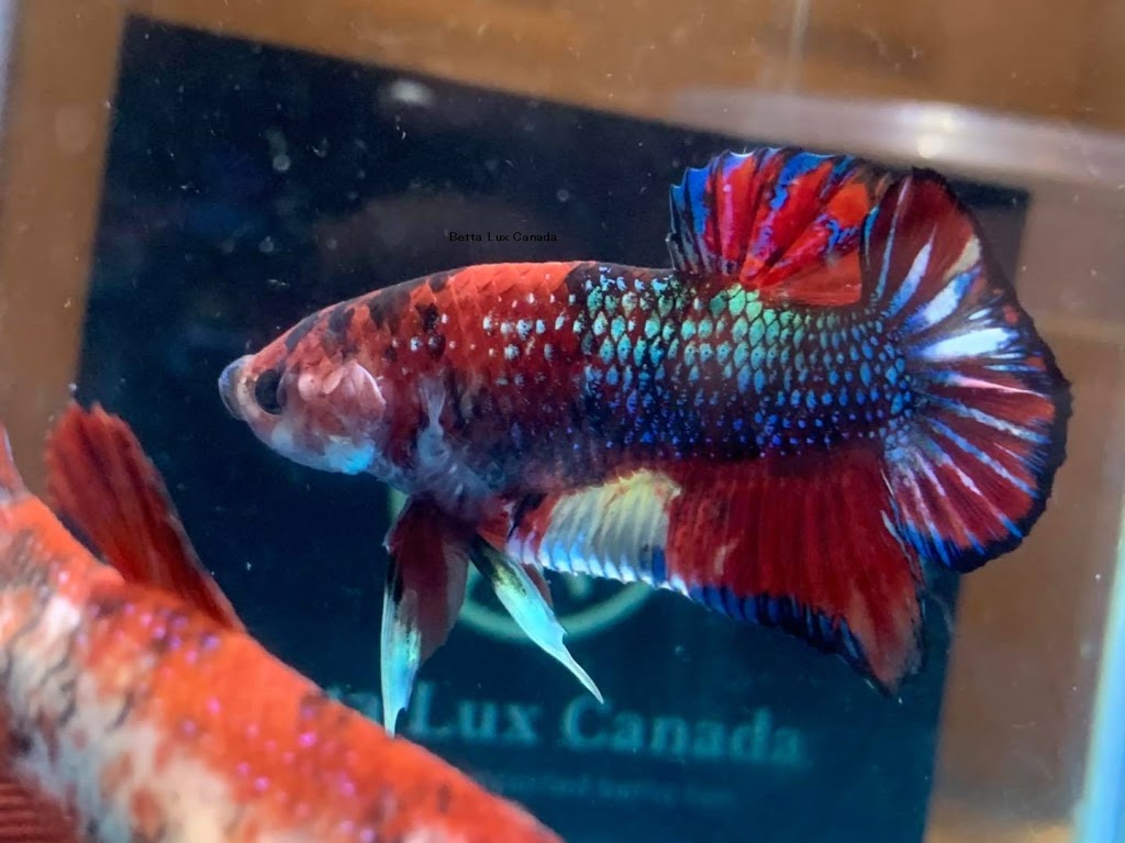 Betta Lux Canada | 536 Third St Unit 12, London, ON N5V 4R5, Canada | Phone: (226) 700-0224